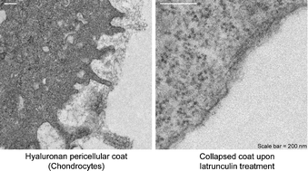 Graphical abstract: Hyaluronan in the pericellular coat: an additional layer of complexity in early cell adhesion events