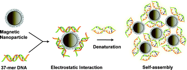 Graphical abstract: DNA-mediated assembly of iron platinum (FePt) nanoparticles