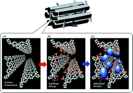 Graphical abstract: Carboxy-mesoporous carbon and its excellent adsorption capability for proteins
