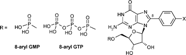 Graphical abstract: A facile two-step synthesis of 8-arylated guanosine mono- and triphosphates (8-aryl GXPs)