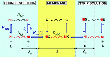 Graphical abstract: The permeation liquid membrane as a sensor for free nickel in aqueous samples