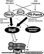 Graphical abstract: Sugar catabolism regulated by light- and nitrogen-status in the cyanobacterium Synechocystis sp. PCC 6803