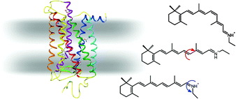 Graphical abstract: Structural and functional properties of metarhodopsin III: Recent spectroscopic studies on deactivation pathways of rhodopsin