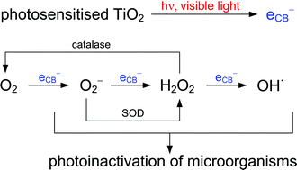 Graphical abstract: Visible light inactivation of bacteria and fungi by modified titanium dioxide