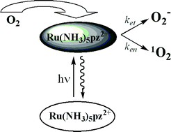 Graphical abstract: Generation of reactive oxygen species by photolysis of the ruthenium(ii) complex Ru(NH3)5(pyrazine)2+ in oxygenated solution