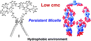 Graphical abstract: Pyrene binding to persistent micelles formed from a dendro-calixarene