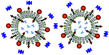 Graphical abstract: Ligand–receptor binding on nanoparticle-stabilized liposome surfaces