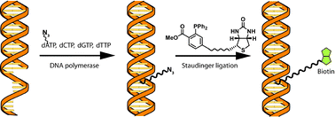 Graphical abstract: A nucleoside triphosphate for site-specific labelling of DNA by the Staudinger ligation