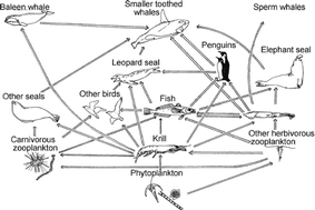 Graphical abstract: Effects of solar UV radiation on aquatic ecosystems and interactions with climate change