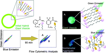 Graphical abstract: Study on structural changes in supramolecular assemblies composed of amphiphilic nicotinamide and its dihydronicotinamide derivative by flow cytometry