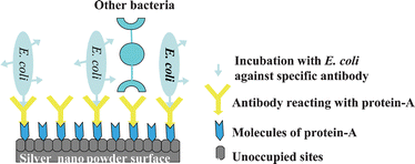 Graphical abstract: Raman-based detection of bacteria using silver nanoparticles conjugated with antibodies