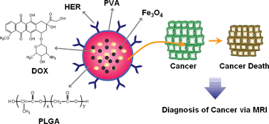 Graphical abstract: Antibody conjugated magnetic PLGA nanoparticles for diagnosis and treatment of breast cancer