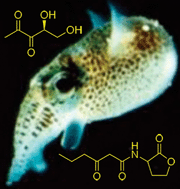 Graphical abstract: Interspecies and interkingdom communication mediated by bacterial quorum sensing