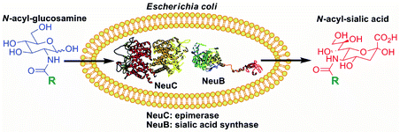 Graphical abstract: Sialic acid and N-acyl sialic acid analog production by fermentation of metabolically and genetically engineered Escherichia coli