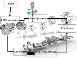 Graphical abstract: Combining UHR-SEC-HPLC-ICP-MS with flow cytometry to quantify metallothioneins and to study zinc homeostasis in human PBMC
