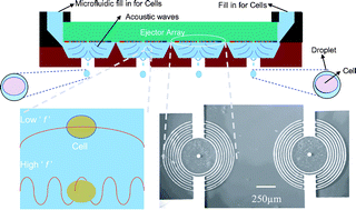 Graphical abstract: Single cell epitaxy by acoustic picolitre droplets