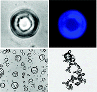 Graphical abstract: Fabrication of magnetically-functionalized lens- and donut-shaped microparticles by a surface-formation technique