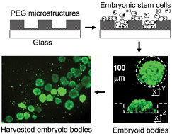 Graphical abstract: Controlling size, shape and homogeneity of embryoid bodies using poly(ethylene glycol) microwells