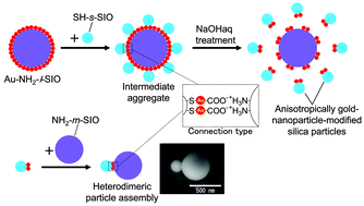 Graphical abstract: Heterodimeric particle assemblies: Preparation of anisotropically connected spherical silica particles via surface-bound gold nanoparticles