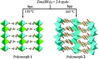 Graphical abstract: Supramolecular isomerism in zinc hydroxide coordination polymers with pyridine-2,4-dicarboxylic acid: Two polymorphs with centrosymmetric two-dimensional and acentric three-dimensional coordination networks