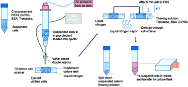 Graphical abstract: Cell encapsulating droplet vitrification