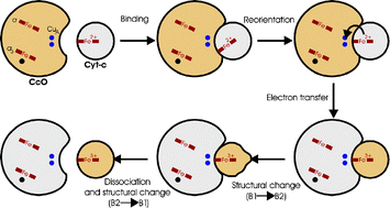 Graphical abstract: Disentangling interfacial redox processes of proteins by SERR spectroscopy