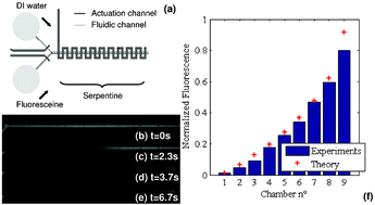Graphical abstract: Building up longitudinal concentration gradients in shallow microchannels