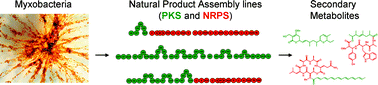 Graphical abstract: Myxobacterial natural product assembly lines: fascinating examples of curious biochemistry