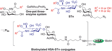 Graphical abstract: Efficient chemoenzymatic synthesis of biotinylated human serum albumin–sialoglycoside conjugates containing O-acetylated sialic acids