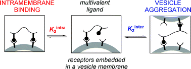 Graphical abstract: Vesicle aggregation by multivalent ligands: relating crosslinking ability to surface affinity