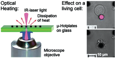 Graphical abstract: μ-Hotplate enhanced optical heating by infrared light for single cell treatment