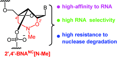 Graphical abstract: N-Methyl substituted 2′,4′-BNANC: a highly nuclease-resistant nucleic acid analogue with high-affinity RNA selective hybridization