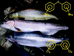 Graphical abstract: Organochlorines and polybrominated diphenyl ethers in four geographically separated populations of Atlantic salmon (Salmo salar)