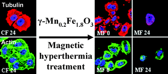 Graphical abstract: Mechanism of cell death induced by magnetic hyperthermia with nanoparticles of γ-MnxFe2–xO3 synthesized by a single step process