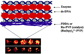 Graphical abstract: Biochemical applications of ultrathin films of enzymes, polyions and DNA