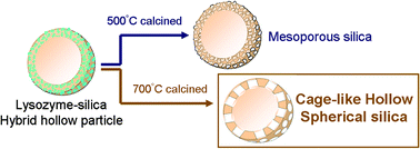 Graphical abstract: Formation of cage-like hollow spherical silica via a mesoporous structure by calcination of lysozyme–silica hybrid particles