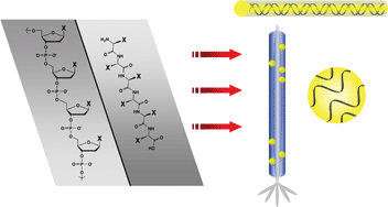 Graphical abstract: Biotemplated nanostructures: directed assembly of electronic and optical materials using nanoscale complementarity