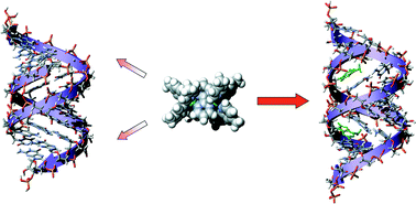 Graphical abstract: Dinuclear ruthenium(ii) complexes as potential probes for RNA bulge sites