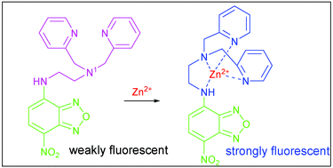 Graphical abstract: An NBD fluorophore-based sensitive and selective fluorescent probe for zinc ion