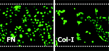 Graphical abstract: Matrix-dependent adhesion of vascular and valvular endothelial cells in microfluidic channels