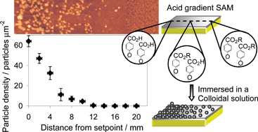 Graphical abstract: Fabrication of a nanoparticle gradient substrate by thermochemical manipulation of an ester functionalized SAM