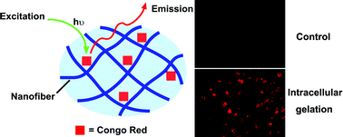 Graphical abstract: Using Congo red to report intracellular hydrogelation resulted from self-assembly of small molecules