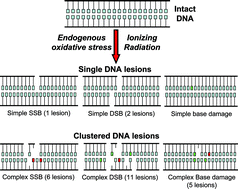 Graphical abstract: Processing of DNA damage clusters in human cells: current status of knowledge