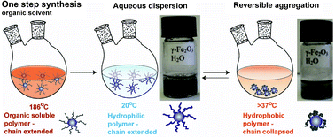 Graphical abstract: One-step synthesis of monodisperse water-soluble ‘dual-responsive’ magnetic nanoparticles