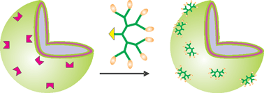 Graphical abstract: Multivalent polymer vesicles via surface functionalization