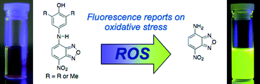 Graphical abstract: Mechanistic studies of fluorescent sensors for the detection of reactive oxygen species