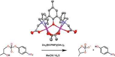 Graphical abstract: Symmetrical and unsymmetrical dizinc complexes as models for the active sites of hydrolytic enzymes