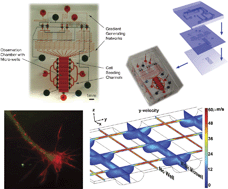 Graphical abstract: A microfluidics-based turning assay reveals complex growth cone responses to integrated gradients of substrate-bound ECM molecules and diffusible guidance cues