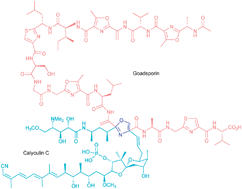 Graphical abstract: Ribosomal peptide natural products: bridging the ribosomal and nonribosomal worlds