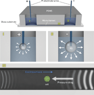 Graphical abstract: An impulsive, electropulsation-driven backflow in microchannels during electroporation